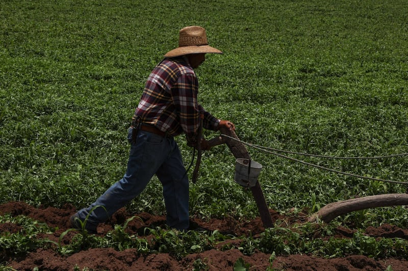 FRESNILLO, ZACATECAS, 20JULIO2025.-
Eleopoldo Moreno y su hijo trabajan la milpa con yunta de burros en la comunidad de “El Angelito”. A pesar del avance de la tecnología agrícola, algunos campesinos de temporal siguen utilizando métodos tradicionales, como la yunta, por su precisión en el trazo de los surcos y la conservación de la tierra.
El uso de la yunta, generalmente compuesta por burros, bueyes o mulas, permite abrir surcos rectos y bien definidos, lo cual facilita la siembra y el desarrollo parejo del cultivo, además de permitir una mejor captación de agua de lluvia. Este sistema también reduce la compactación del suelo, a diferencia de los tractores, y representa un ahorro económico en comunidades rurales donde el acceso a maquinaria moderna es limitado o costoso.
Tras las lluvias recientes y con parte de la milpa ya sembrada, Eleopoldo y su hijo repasan los surcos para eliminar maleza y asegurar que los cultivos, principalmente maíz, frijol y calabaza, crezcan en condiciones óptimas. Este trabajo, aunque físicamente demandante, es parte fundamental del calendario agrícola de temporal, donde se depende completamente del ciclo de lluvias para lograr una buena cosecha.
La siembra con yunta es más que una técnica: es una herencia cultural que refleja el vínculo profundo entre las familias campesinas y la tierra que trabajan.
FOTO: ADOLFO VLADIMIR /CUARTOSCURO.COM Iniciativa del PRI