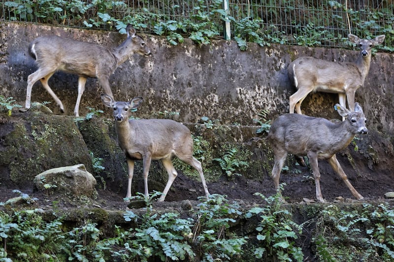Venado cola blanca