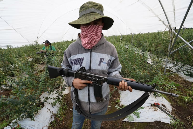 Autodefensas protegen sus siembras de aguacates ante los ataques del CJNG. Autodefensas