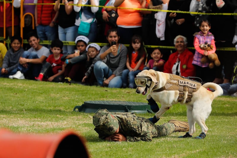 Perrita rescatista Frida