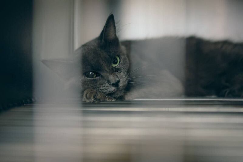 Gato