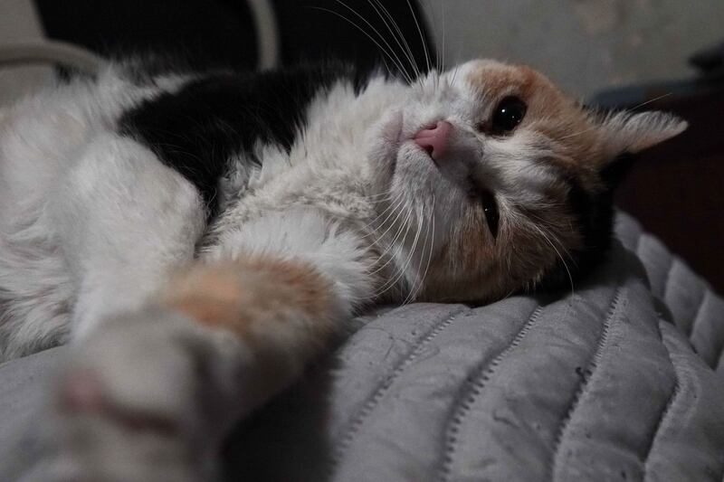 GATO DOMÉSTCO
