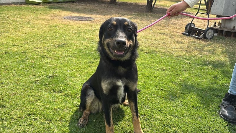 Centro de adopción canina del Metro