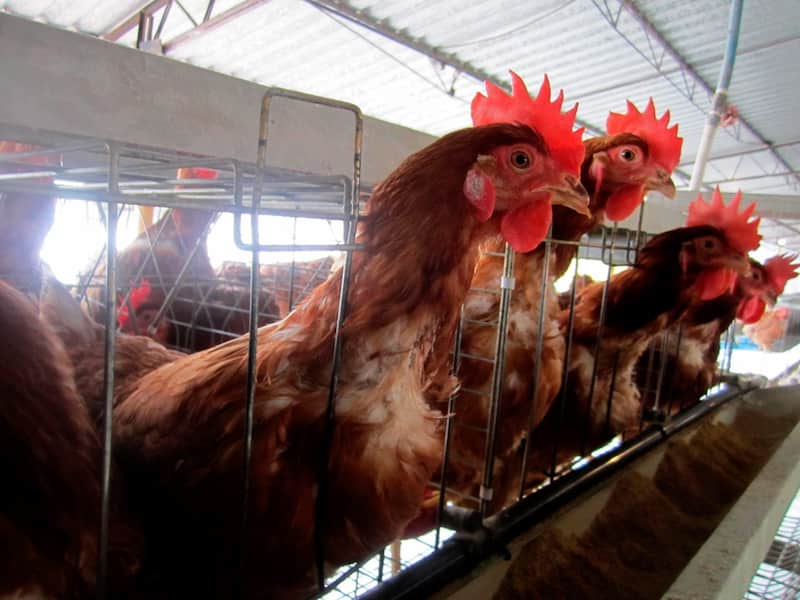 En Brasil se detectó la presencia de del virus H5N1 Interior del Centro de Enseñanza, Investigación y Extensión en Producción Avícola