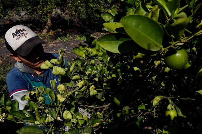 Productores de limón en Michoacán. Productores de limón en Michoacán
