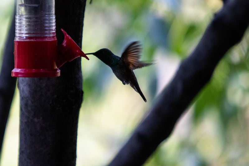 Colibrí
