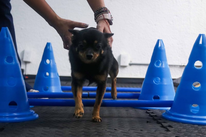 Día Mundial del Perro