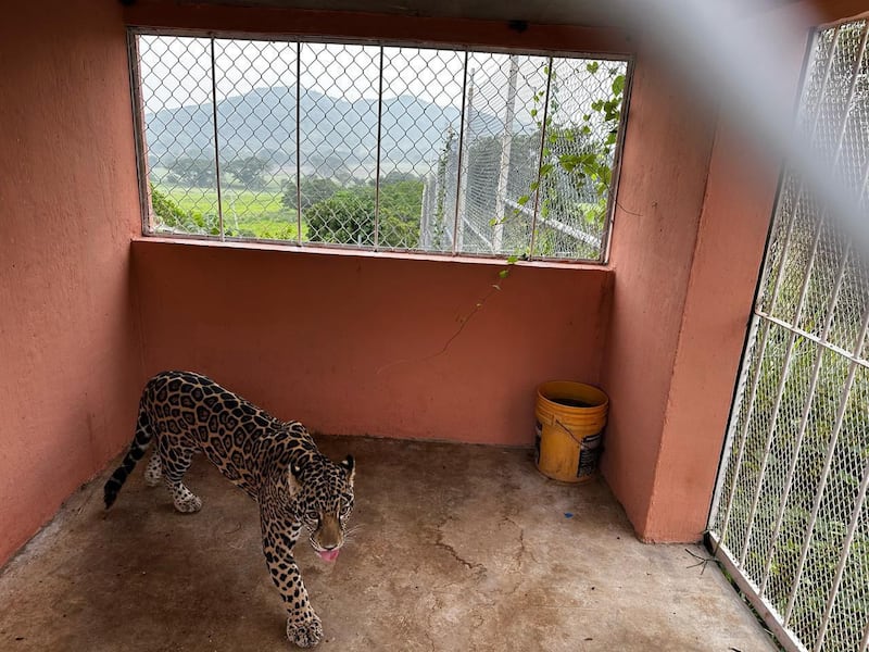 Cateo en Cintalapa, Chiapas