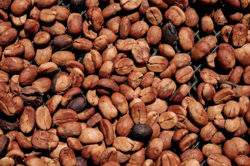 ALDAMA, CHIAPAS, 16FEBRERO2025.- El territorio de Los Altos de Chiapas se ha convertido en un punto reconocido en el mundo del café de especialidad a nivel internacional, por la calidad de sus granos y resultados en taza. En el camino diferentes familias de la región se han beneficiado en conocimiento y economía a partir del buen trato de la tierra y la fruta cosechada de las plantas del café. Hoy en día no solo tienen la opción de vender su café a precios bajos a los llamados coyotes, que son quienes con transporte sacan los granos de las comunidades y los venden a la industria del café comercial. Hoy en día diferentes formas comunitarias de aprendizaje y producción, dan grandes posibilidades a los caficultores de vender por arriba de un 30?l valor que dictamina la bolsa internacional del denominado oro verde a un comercio de alta calidad a nivel estatal, nacional e internacional; como una apuesta en contra el sistema de la industria alimentaria que desfavorece a quien trabaja, vive y cuida la tierra y los alimentos antes de que lleguen a las mesas de los consumidores. La especialización e intercambio de conocimientos entre productores y vendedores ha permitido una mejora en las cosechas año con año en diferentes proyectos desarrollados en territorio chiapaneco. FOTO: ISABEL MATEOS/CUARTOSCURO.COM Granos de café tostado