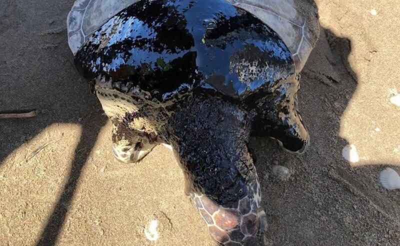 Derrame de hidrocarburos en costas del Golfo de México Derrame de hidrocarburos en costas del Golfo de México