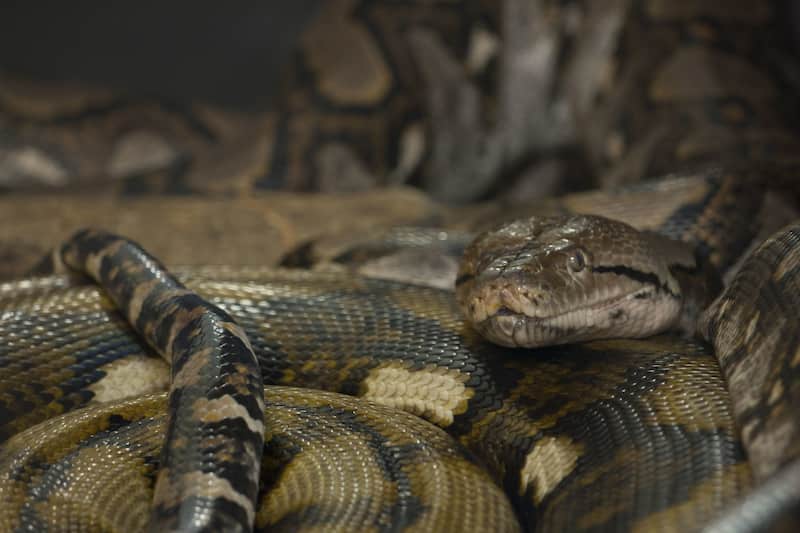 Serpiente cascabel Un ejemplar de Serpiente cascabel