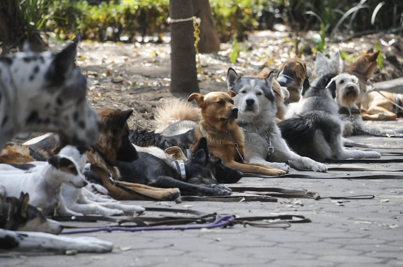 Fila de perros durante adiestramiento