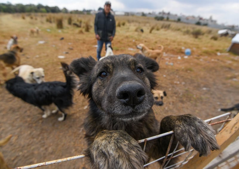 Adopción responsable de perros