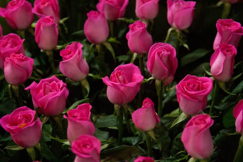 Desde una docena de rosas hasta arreglos que rebasan los 700 pesos, comerciantes del mercado de Jamaica esperan a clientes que busquen regalar flores el 10 de mayo, día de las madres. Imagen promocional