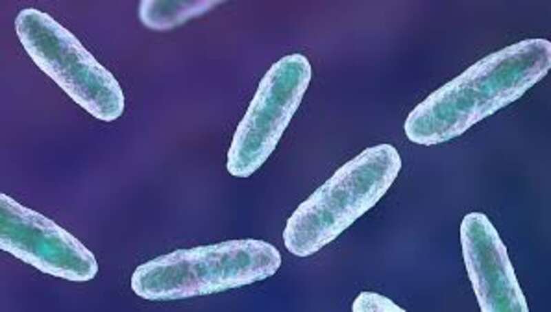 Klebsiella oxytoca Klebsiella oxytoca